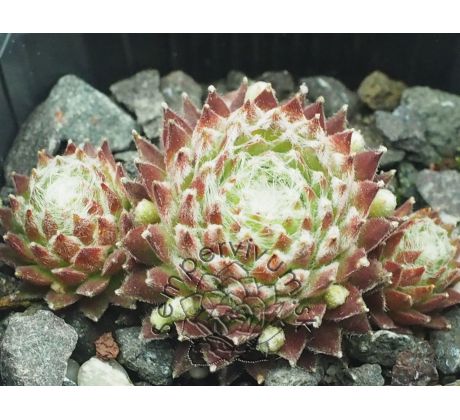 Sempervivum KOKO FLANEL