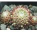 Sempervivum KOKO FLANEL