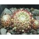 Sempervivum KOKO FLANEL