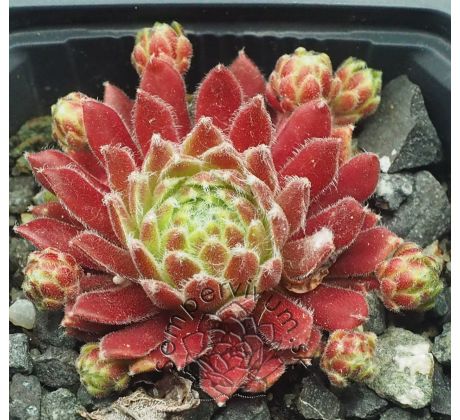 Sempervivum KORSPEL PRINCE