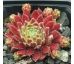 Sempervivum KORSPEL PRINCE