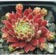 Sempervivum KORSPEL PRINCE
