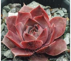 Sempervivum LANDEMINE