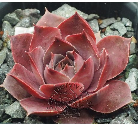 Sempervivum LANDEMINE