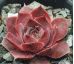 Sempervivum LANDEMINE