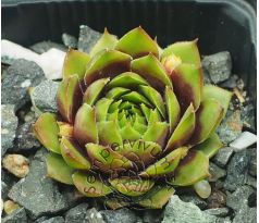 Sempervivum LATE NIGHT SHOW