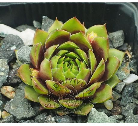 Sempervivum LATE NIGHT SHOW