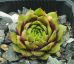 Sempervivum LATE NIGHT SHOW