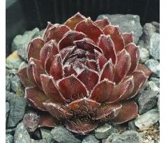 Sempervivum LAVONN
