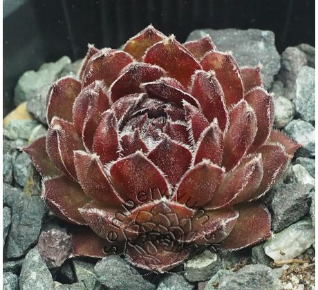 Sempervivum LAVONN