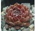 Sempervivum LAVONN