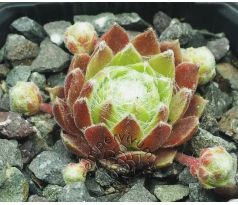 Sempervivum LEILA