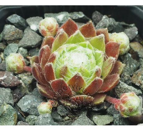 Sempervivum LEILA