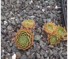 Sempervivum ELITE
