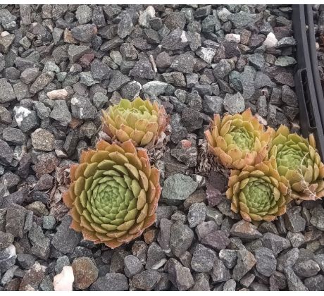 Sempervivum ELITE