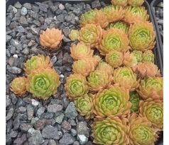 Sempervivum ELVIS