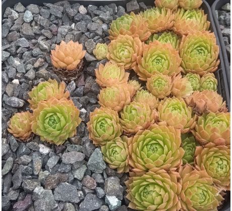 Sempervivum ELVIS