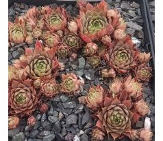 Sempervivum ERTINE