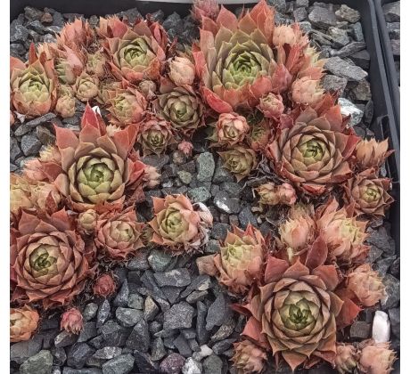 Sempervivum ERTINE