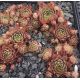 Sempervivum ERTINE