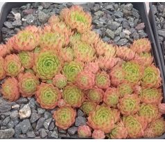 Sempervivum YOUVILLE
