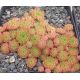 Sempervivum YOUVILLE