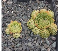 Sempervivum FEDOSSIA