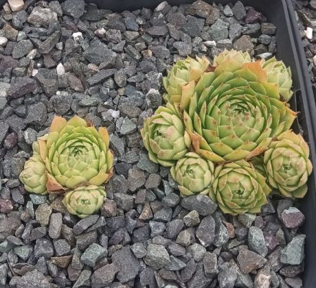 Sempervivum FEDOSSIA