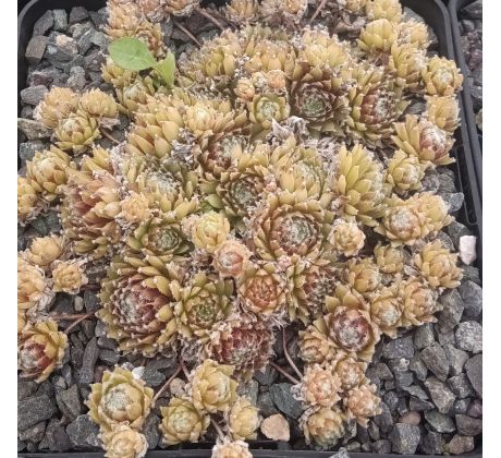Sempervivum URMINA