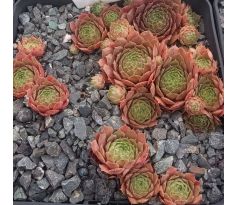 Sempervivum FIREBIRD