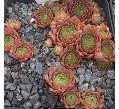 Sempervivum FIREBIRD