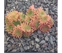 Sempervivum RED ODDITY