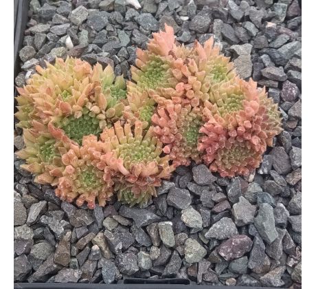 Sempervivum RED ODDITY