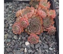 Sempervivum BLUTENKRAUT