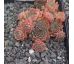 Sempervivum BLUTENKRAUT