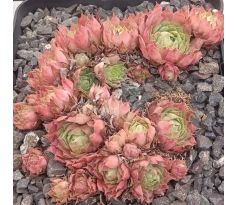 Sempervivum BONITA