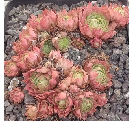 Sempervivum BONITA