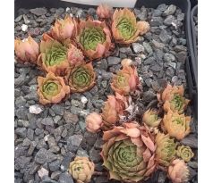 Sempervivum BOOTH`S RED