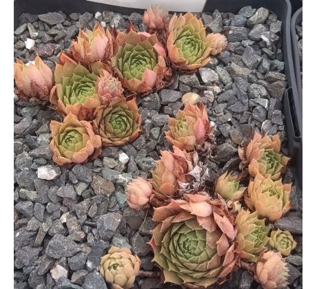 Sempervivum BOOTH`S RED