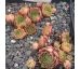 Sempervivum BOOTH`S RED