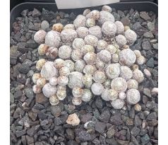 Sempervivum BOUQUETT BLANL