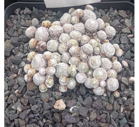 Sempervivum BOUQUETT BLANL
