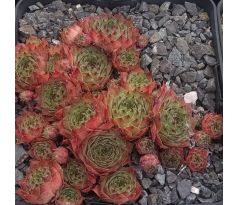Sempervivum BRIVELA