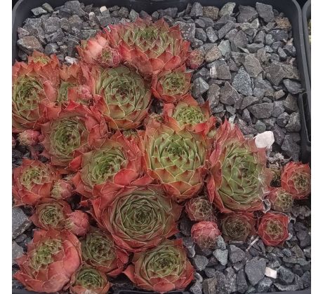 Sempervivum BRIVELA