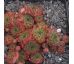 Sempervivum BRIVELA