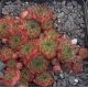 Sempervivum BRIVELA