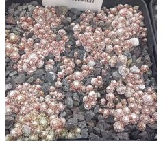 Sempervivum SCHNEETEPPICH