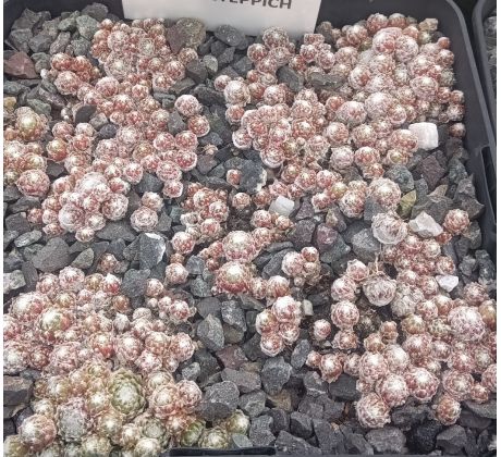 Sempervivum SCHNEETEPPICH