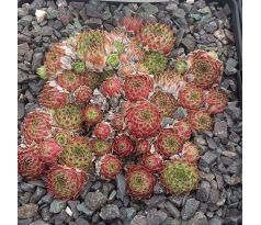 Sempervivum BELLA