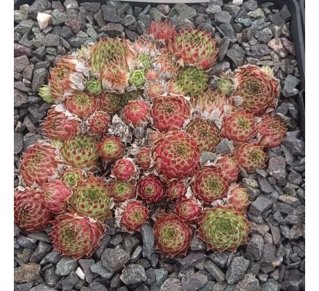 Sempervivum BELLA